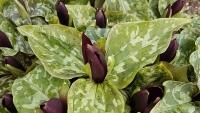 lekninLKTrillium sessile